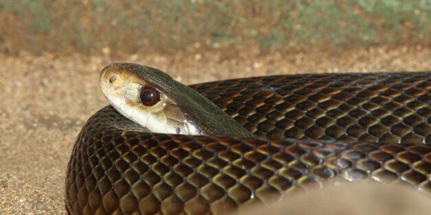 Venomous Taipan snake, Oxyuranus scutellatus