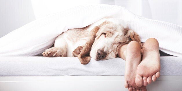 Dog sleeping in bed alongside master's feet