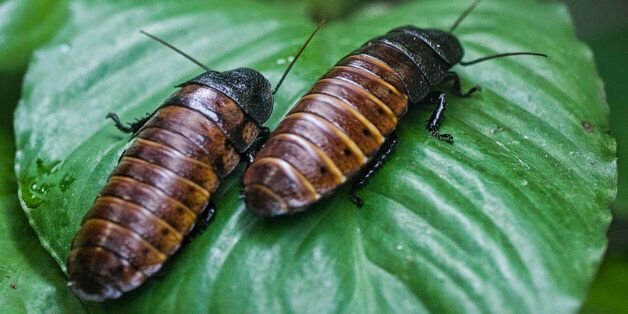 I think I fell in love with the name--hissing cockroaches. And I love their rich brown color.