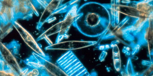 Assorted diatoms as seen through a microscope. These specimens were living between crystals of annual sea ice in McMurdo Sound, Antarctica. Image digitized from original 35mm Ektachrome slide. These tiny phytoplankton are encased within a silicate cell wa