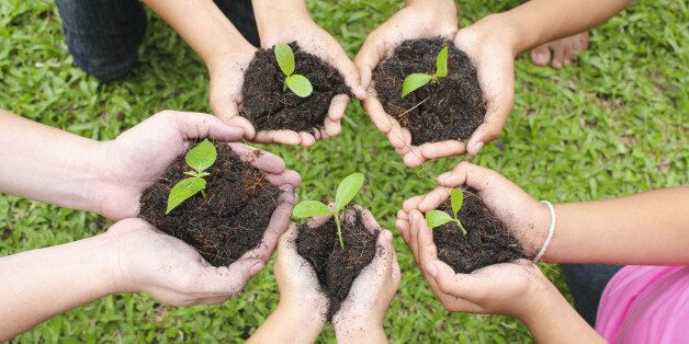 Hands holding sapling in soil surface with green grass background.