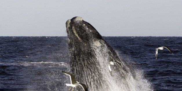 A Franca Austral whale (also known as Southern Right Whale) hurls out of the water in the New Golf near Puerto Piramides, in Peninsula Valdes, in the Argentine province of Chubut, 13 June 2006. Japan set course for a return to commercial whaling 19 June, after a diplomatic coup which gave pro-hunting nations their first victory for two decades at world whale talks. The pro-whaling bloc inflicted its heaviest-ever blow against a 20-year moratorium on commercial hunting, passing a resolution that declared it 'no longer necessary' at the International Whaling Commission (IWC) annual meeting. AFP PHOTO/Juan MABROMATA (Photo credit should read JUAN MABROMATA/AFP/Getty Images)