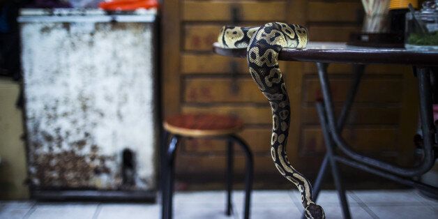 The pet python of Chow Ka-ling, owner of the Shia Wong Hip snake restaurant, sits on a table at the Shia Wong Hip snake restaurant in the Sham Shui Po district of Hong Kong, China, on Monday, Oct. 19, 2015. As winter approaches and Hong Kong's brightly lit stores entice shoppers with the latest fall fashions, small family-run kitchens in the city's back alleys are dishing out traditional snake soup, a delicacy still enjoyed by locals. Photographer: Justin Chin/Bloomberg via Getty Images