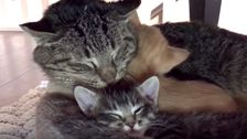 'Battle-Scarred' Feral Cat Spends His Final Days Snuggling Tiny Kittens He Loved