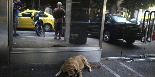 ATHENS, GREECE - JULY 06: A dog sleeps outside the Greek Finance Minstry in the wake of Yanis Varoufakis resigning this morning on July 6, 2015 in Athens, Greece. Politicians in Europe and Greece are planning emergency talks after Greek voters rejected EU proposals to pay back it's creditors creating an uncertain future for Greece. (Photo by Christopher Furlong/Getty Images)