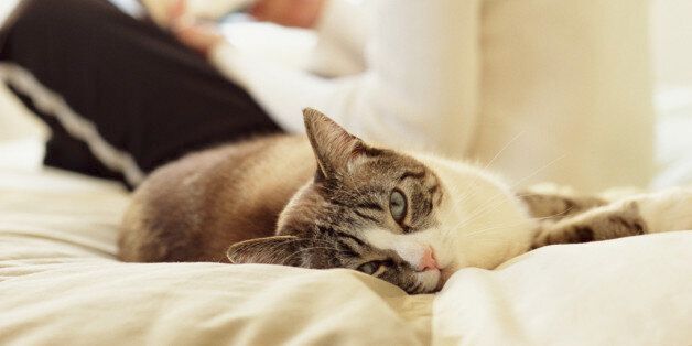 Cat lying on bed, woman reading in background (focus on cat)