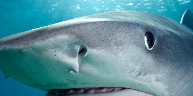 Close-up of Tiger shark (Galeocerdo cuvier)