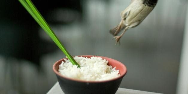 Turn your back for a minute and your meal is flying away. The rice, not the sparrow.