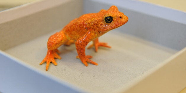 May 05, 2009 Behinfd the scenes at the ROM.for the upcoming Schad gallery of biodiversity. Model of extinct Golden Toad. Toronto Star/Michael Stuparyk (Photo by Michael Stuparyk/Toronto Star via Getty Images)