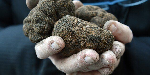 TO GO WITH AFP STORY BY REMY ZAKAA truffle hunter holds black truffles during the truffle market of Uzes, southern France, on January 18, 2015. The truffle market in Uzes is held annually in January. AFP PHOTO / PASCAL GUYOT (Photo credit should read PASCAL GUYOT/AFP/Getty Images)