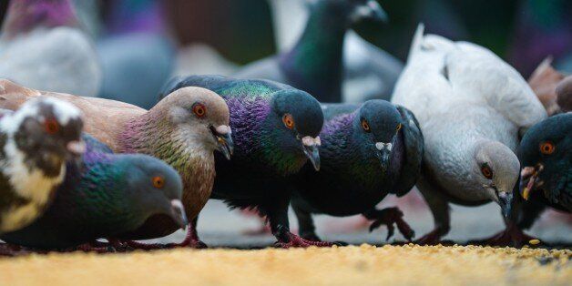 Pigeons feed in front of a shop in Kuala Lumpur on September 30, 2015. AFP PHOTO / MOHD RASFAN (Photo credit should read MOHD RASFAN/AFP/Getty Images)
