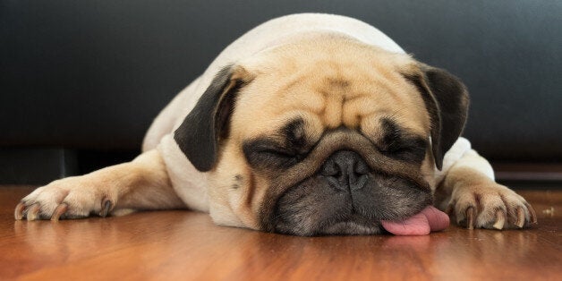 Close-up face of Cute pug puppy dog sleeping by chin and tongue lay down on laminate floor