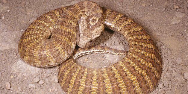 Northern death adder, Acanthophis praelongus, wiggles narrow tail to imitate grub or worm to lure prey, Kununurra, Western Australia (Photo by: Auscape/UIG via Getty Images)