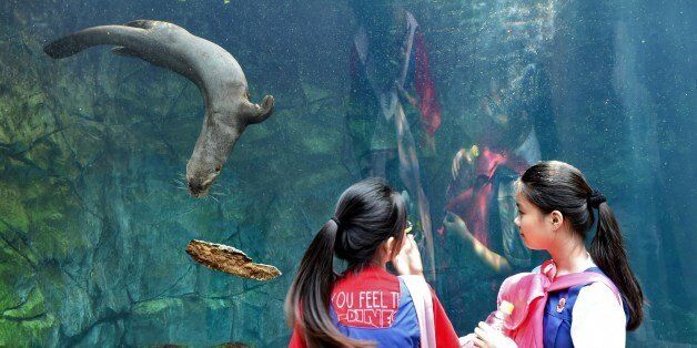 Students watch an otter swimming in an aquarium at the Wild Reserve Singapore (WRS) zoo on May 21, 2015. AFP PHOTO / ROSLAN RAHMAN (Photo credit should read ROSLAN RAHMAN/AFP/Getty Images)