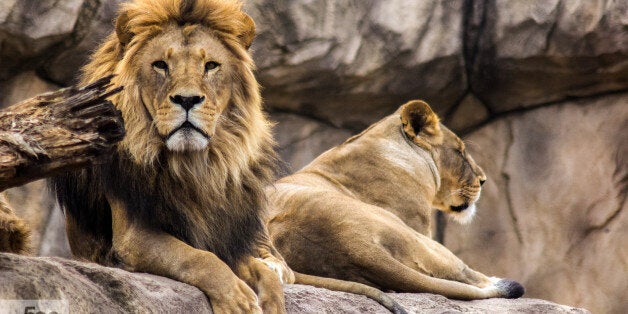 A lion and his lioness resting in Dresden zoo, in Germany.