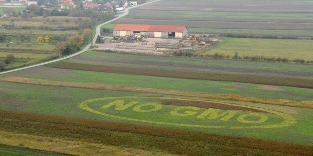 The inscription 'NO GMO' (genetically modified organism) is drawn at a cornfield in Vienna, Austria, Thursday Oct. 9, 2008, by activists of the international environmentalist organization Greenpeace and the civil organisation of Austrian bio-growers called