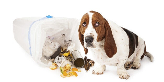 Basset Hound dog looking up with a guilty expression while sitting next to a tipped over garbage can