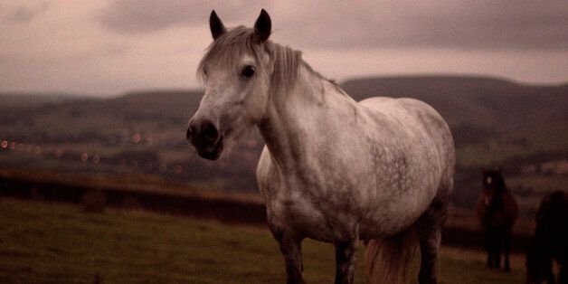 This is a horse, on top of holcombe hill, Some summer we've got :/ bit of the colour has been drained by flickr.