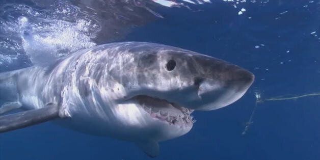 Photo from KQED-QUEST short film, "The Great White Shark: Meet the Man in the Grey Suit"