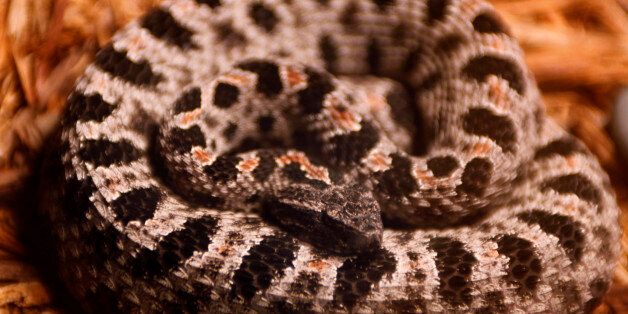 A pygmy rattlesnake is shown at the Miami Science Museum, Tuesday, June 7, 2011 in Miami. The battle between humans and cold-blooded creatures will be the subject of
