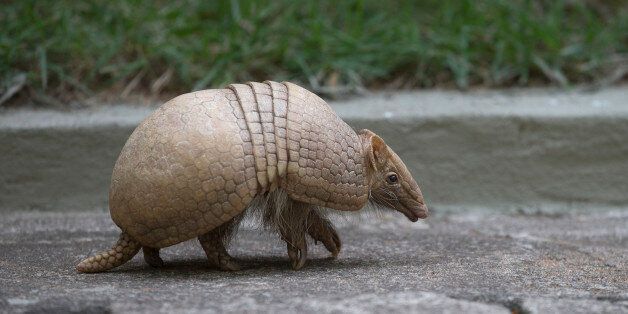 An armadillo, named Ana Botafogo in honor of the Brazilian dancer, walks in the Rio Zoo in Rio de Janeiro, Brazil, Wednesday, May 21, 2014. A Brazilian environmental group has launched an effort to save the endangered three-banded armadillo, the mascot for the World Cup that starts next month. The armadillo is in danger of extinction, largely because of deforestation and hunting in its habitat in the shrub lands of northeastern Brazil, according to the Caatinga Association. (AP Photo/Silvia Izquierdo)