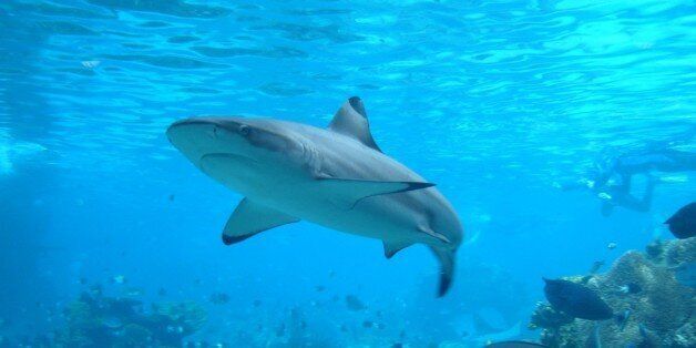 The magnificent Shark's Cove attraction at Sea World on Australia's Gold Coast gets you up close and personal to the top of the food chain