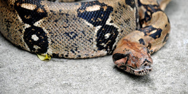 'Eva', a more than two meters long boa constrictor, protects some of its thirty-one offsprings, three days after birth on June 4, 2008 at the National Biodiversity Institute (INBIO) park in Santo Domingo de Heredia, some 30 km north of San Jose. According to INBIO biologists, this are the first boas to be born in captivity inside their complex. AFP PHOTO/Yuri Cortez (Photo credit should read YURI CORTEZ/AFP/Getty Images)