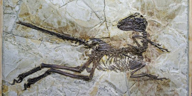 This is an image provided by University of Edinburgh taken in Jinzhou, China, in 2014 and released on Thursday July 16, 2015 of the fossil of a new species of dinosaur named Zhenyuanlong suni. A nearly complete, new feather-winged dinosaur fossil has been unearthed in China, busting the Hollywood version of their cousinsâ look as portrayed in the Jurassic Park movie series. The new species named Zhenyuanlong suni is a close cousin of the famous dinosaur predator Velociraptor in the Jurassic Park movies. (Steve Brusatte/University of Edinburgh via AP) MANDATORY CREDIT