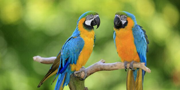 Blue and yellow macaw, (Ara ararauna), South America, adult couple on branch.