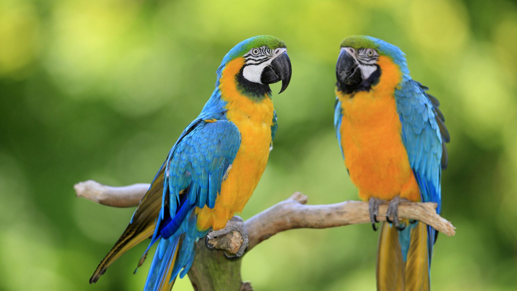 Γιατί οι παπαγάλοι μιλάνε; Οι επιστήμονες βρήκαν την απάντηση | HuffPost  Greece LIFE