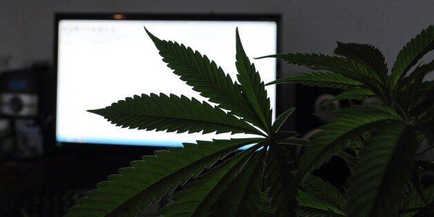 View of a cannabis plant grown inside a house in Montevideo, on April 26, 2014. AFP PHOTO/Miguel ROJO (Photo credit should read MIGUEL ROJO/AFP/Getty Images)