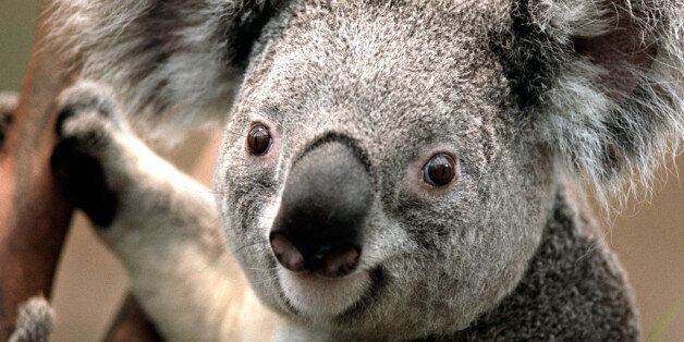 Un koala visto en los alrededores de la Laguna