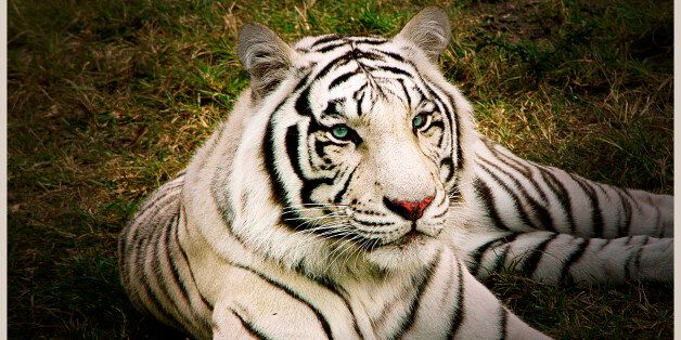 A white tiger is a tiger with a recessive gene that creates the pale coloration. Another genetic characteristic makes the stripes of the tiger very pale; white tigers of this type are called snow-white or pure white. This occurs when a tiger inherits two copies of the recessive gene for the paler coloration, which is rare. They have a pink nose, pink paw pads, grey-mottled skin, ice-blue eyes, and white to cream-coloured fur with black, ash grey, or chocolate-colored stripes. Mr. H.E. Scott of t