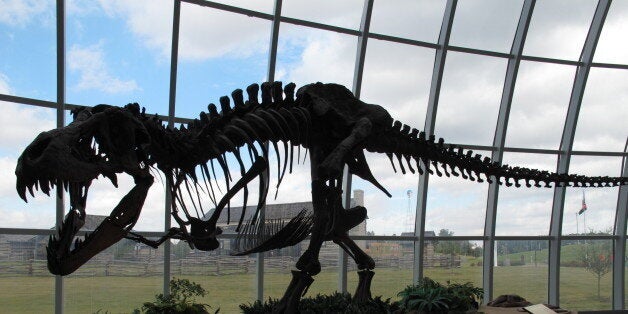 The skeleton of a dinosaur sits in front of a large window at Discovery Park of America on Tuesday, Oct. 7, 2014 in Union City, Tenn. The museum, which opened last November in rural West Tennessee, has attracted more than 270,000 visitors in its first year. (AP Photo/Adrian Sainz).