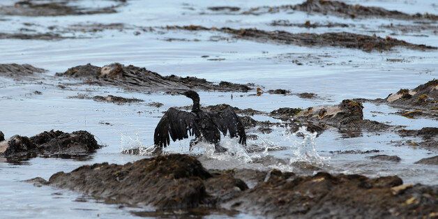 A bird covered in oil flaps its wings at Refugio State Beach, north of Goleta, Calif., Thursday, May 21, 2015. More than 7,700 gallons of oil has been raked, skimmed and vacuumed from a spill that stretched across 9 miles of California coast, just a fraction of the sticky, stinking goo that escaped from a broken pipeline, officials said. (AP Photo/Jae C. Hong)