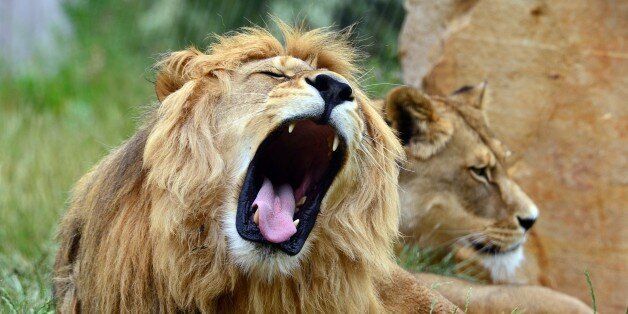A lion yawns at the zoo in Erfurt, eastern Germany, on June 1, 2015. AFP PHOTO / DPA / MARTIN SCHUTT +++ GERMANY OUT (Photo credit should read MARTIN SCHUTT/AFP/Getty Images)
