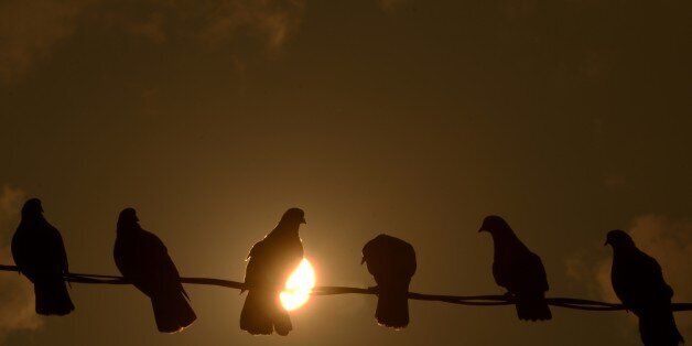 Pigeons are silhouetted against the sun, during sunset in San Salvador, on March 27, 2015. AFP PHOTO / Marvin RECINOS (Photo credit should read Marvin RECINOS/AFP/Getty Images)