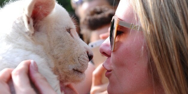 Mombasa, one of the two eight-week old white lion cubs plays with a visitor in her new home in Abony, Hungary on June 3, 2014. The brother and sister lions, one of the rarest animals on the planet, were born April 1, 2014 in northern Italy but were brought last month to a private zoo in Abony, 90 kilometres east of Budapest. AFP PHOTO / ATTILA KISBENEDEK (Photo credit should read ATTILA KISBENEDEK/AFP/Getty Images)