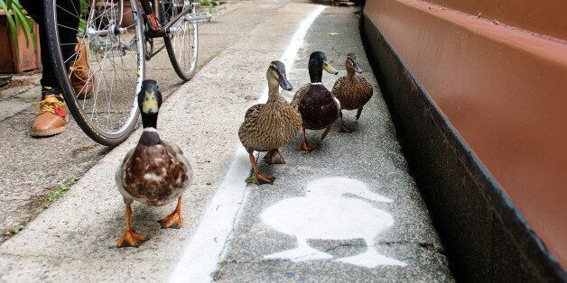 LONDON, ENGLAND - MAY 15: Temporary duck lanes have been painted on busy towpaths in London, Birmingham and Manchester to highlight the narrowness of the space that is shared by a range of people and wildlife on May 15, 2015 in London, England. The Canal & River Trust's new campaign, Share the Space, Drop your Pace, is encouraging everyone who uses the towpaths to be considerate of others by sharing the space and dropping your pace to keep the towpaths a special place for everyone. (Photo by Bethany Clarke/Getty Images for Canal & River Trust)