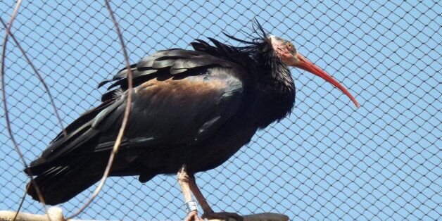Waldrapp (Northern bald) ibis - taken at Marwell Zoo on 11th July 2013