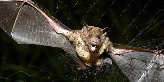 A vampire bat is caught in a net in Aracy, in the northeast Amazon state of Para, Brazil, on Thursday, Dec. 1, 2005. The bat is being studied for research by assistants at the Goeldi Museum Research Institute of Belem. Continued deforestation of the Amazon region has sent thousands of displaced vampire bats carrying rabies sweeping across northern Brazil, where the flying mammals have bitten over a thousand people, and left 23 dead over the past two months, authorities said. (AP Photo/Mario Quadros)
