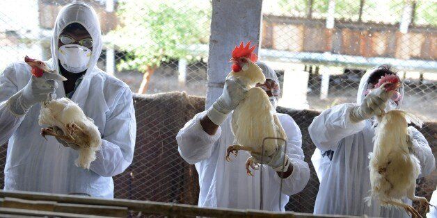 Indian health workers wring the necks of chickens during a culling operation at Venkateshwara Hatcheries in Thoroor village, of Hayatnagar mandal in Ranga Reddy District, some 55 kilometers from Hyderabad on April 14, 2015. Five chicks were found to be infected with H5N1 avian influenza on regular testing of samples belonging to the farm of a poultry farmer Srinivas Reddy. The authorities ordered the culling of 150,000 birds in a kilometre radius on poultry farms, although no cases of human in
