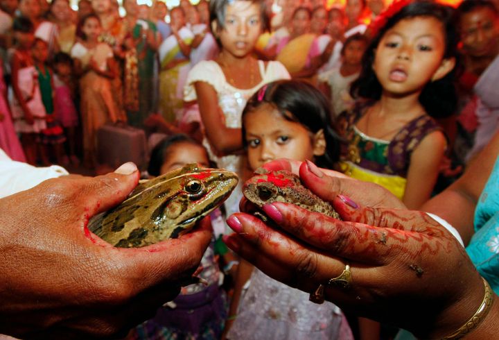 カエルの結婚（2013年、インド）