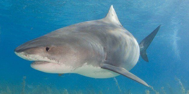 The biggest, and gentlest, tiger shark we saw at Tiger Beach.