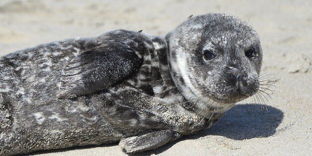 A distressed harbor seal pup lays stranded in the sand in Laguna Beach, California, March 30, 2015. The seal will be taken back to the Pacific Marine Mammal Center where it will be nursed back to health and eventually released back into the ocean. Record numbers of starving baby sea lions continue to wash ashore in California and the problem has shown no sign of abating. According to the New York Times, experts suspect that unusually warm waters are causing food to become more scarce, causing