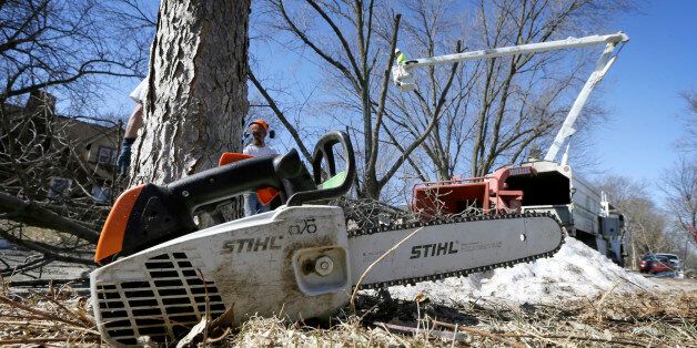 A chainsaw sits in a yard as a crew from Family Tree Care cuts down an ash tree, Monday, March 9, 2015, in Des Moines, Iowa. Daunted by the cost and difficulty of stopping the emerald ash borer, many cities are choosing to destroy their trees before the insect can. Chain saws are roaring in towns where up to 40 percent of the trees are ashes, and rows of stumps line streets once covered by a canopy of leaves. (AP Photo/Charlie Neibergall)