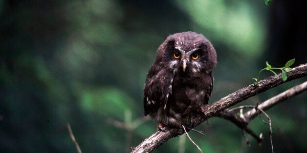 UNSPECIFIED - MARCH 03: Great horned owl or Tiger owl (Bubo virginianus), Strigidae. (Photo by DeAgostini/Getty Images)