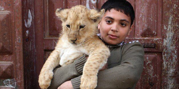 RAFAH, GAZA - MARCH 19: A kid holds a lion cub outside the home of Gazan man, Sadettin al Jamal (R), 50, in Rafah, Gaza Strip on March 19, 2015. Sadettin al Jamal who stays at Shabbura refugee camp, near Rafah at the southern edge of the Gaza Strip, have been living with the lion cubs at his home for about three months after he bought them from a zoo and he spends most of his time with the cubs. (Photo by Abed Rahim Khatib/Anadolu Agency/Getty Images)