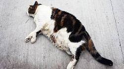 Famous Sydney Cat ‘Abercrombie Charlie’ Stolen By Uber