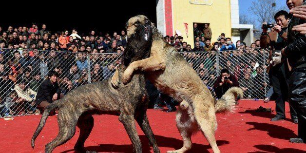 Two dogs fight during a dogfight contest in Zezhang township in Yuncheng, north China's Shanxi province to mark the lantern festival on March 3, 2015. While banned in some countries, dogfights are a common attraction in this indigenous region which hosts more than 100 festivals each year attracting visitors from neighboring provinces and tourists alike. CHINA OUT AFP PHOTO (Photo credit should read STR/AFP/Getty Images)